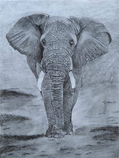 Painting  by Gayatri Kannan - Elephant pencil sketch