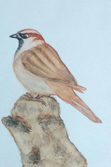 Illustration of House Sparrow Passer domesticus Pencil and watercolor  painting Stock Photo  Alamy
