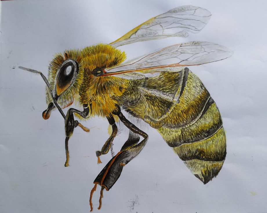 How to Draw a honey bee with Pencil Shading - YouTube