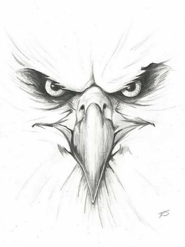 Face Of An Eagle Painting by Aaradhya Verma