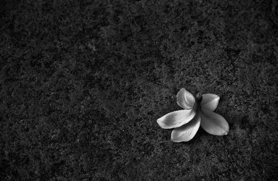 Flowers - 10, photograph by Saify Akolawala