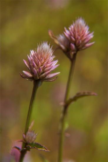 Flowers - 105, photograph by Saify Akolawala