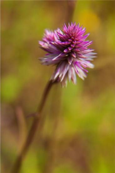 Flowers - 102, photograph by Saify Akolawala