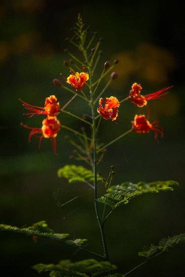 Flowers - 49, photograph by Saify Akolawala