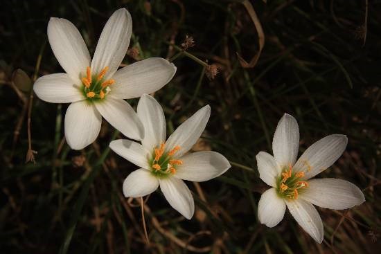 Flowers - 45, photograph by Saify Akolawala