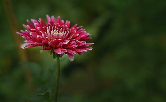 Flowers - 39, photograph by Saify Akolawala