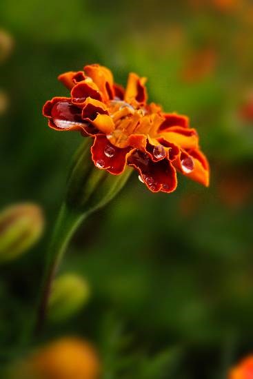 Flowers - 38, photograph by Saify Akolawala