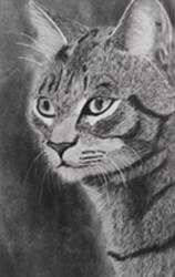 Cat drawing, Painting by  Artist Dolly Sunil Cat drawing, Painting by  Artist Dolly Sunil