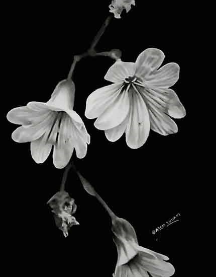 Monochrome Bloom: A Study in Shades of Beauty, painting by Ajem Toham