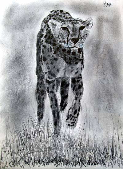 Cheetah sketch  Art By Breah